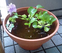 d0048332_9375682.gif