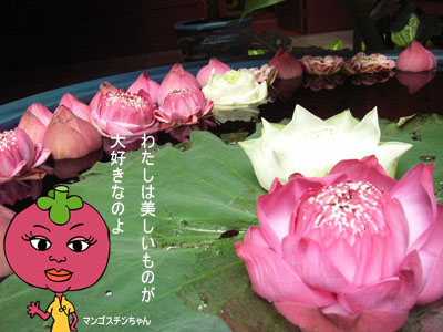 タイの花　～ハス編～_d0156336_22574689.jpg