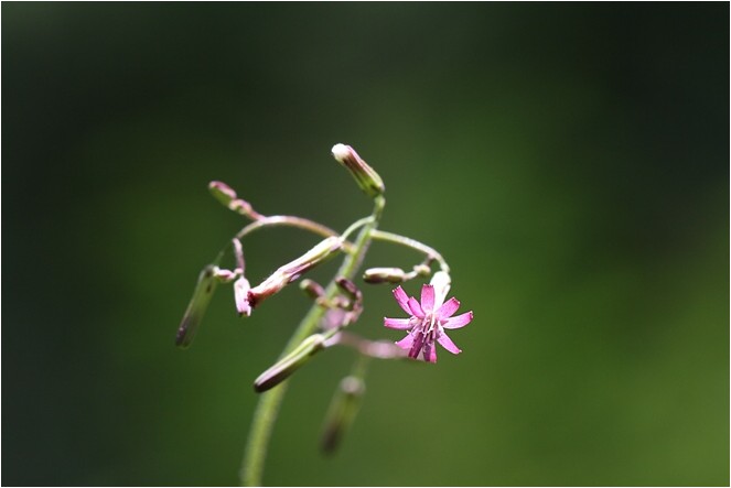 夏の県民の森_e0091347_0314915.jpg