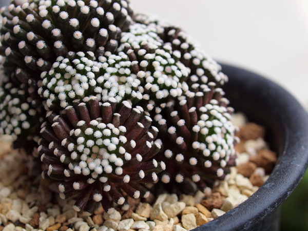 マミラリア ルエッティ : ベランダ砂漠園芸