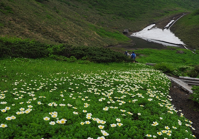 秋田駒ケ岳の花畑_b0122448_18273143.jpg