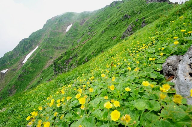 秋田駒ケ岳の花畑_b0122448_1828752.jpg