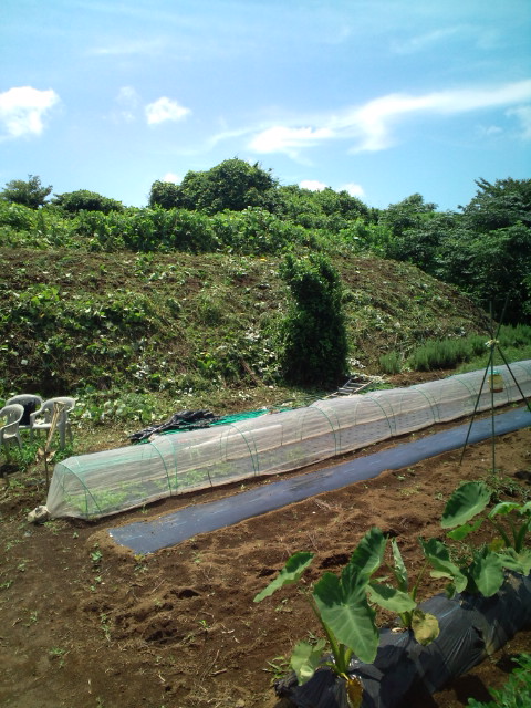 今朝 一気に崖の草刈り・・・・・_c0222448_1261536.jpg