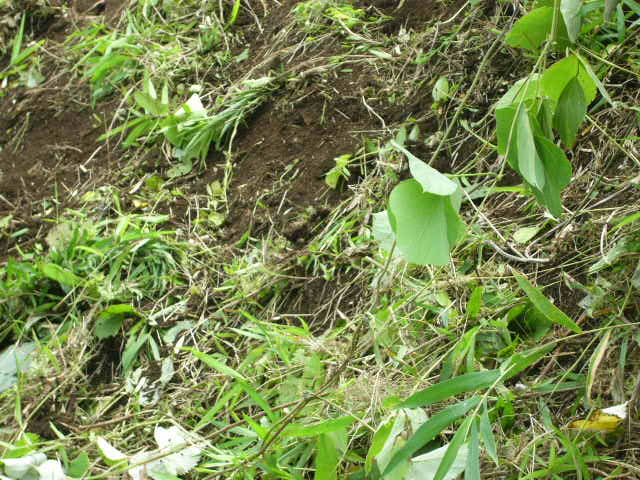 今朝 一気に崖の草刈り・・・・・_c0222448_22564417.jpg