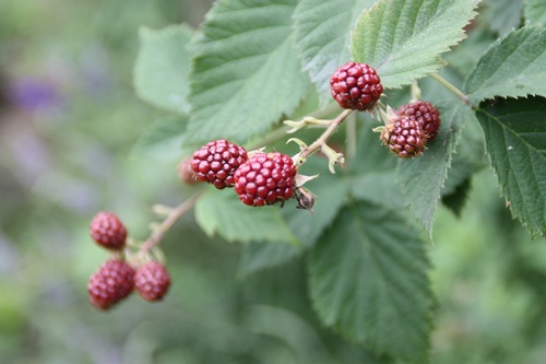 c0020653_15492081.jpg