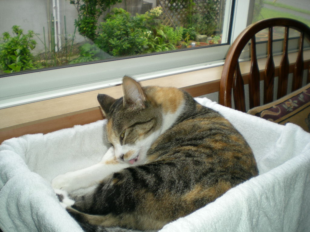 2010年7月8日(木)あじさいの花_f0060461_851376.jpg