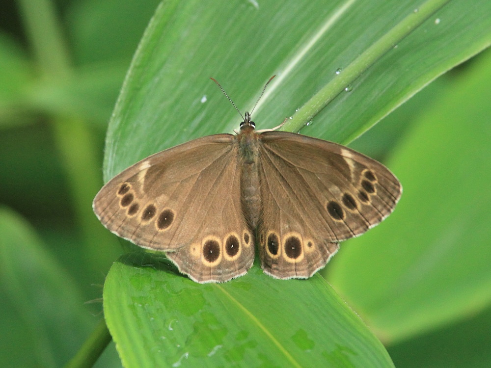 ウラジャノメ 表も目玉模様がいっぱい。 2010.7.4群馬県 : 蝶鳥