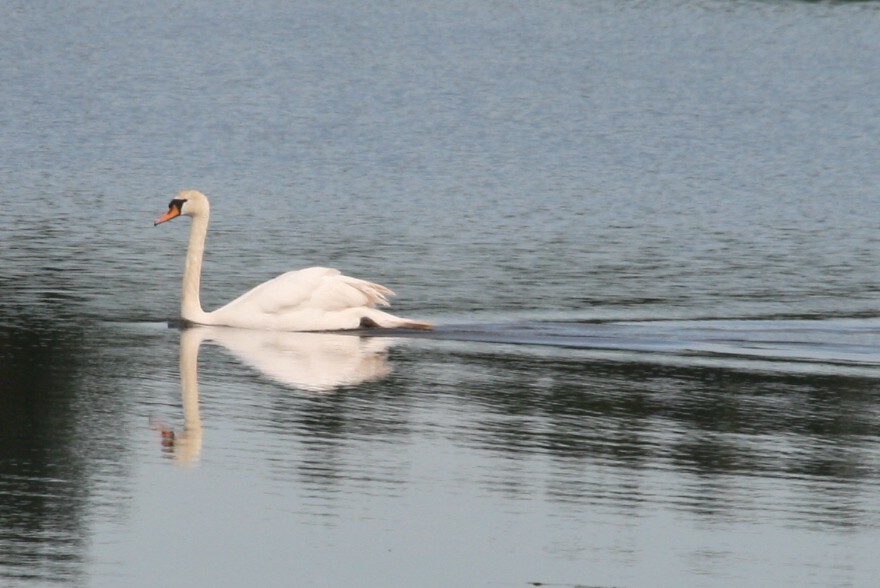 北イングランドの旅　：　Nature Reserve_c0144185_20141818.jpg