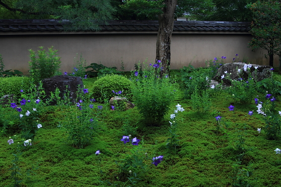 天得院(東福寺塔頭)_e0051888_22492294.jpg
