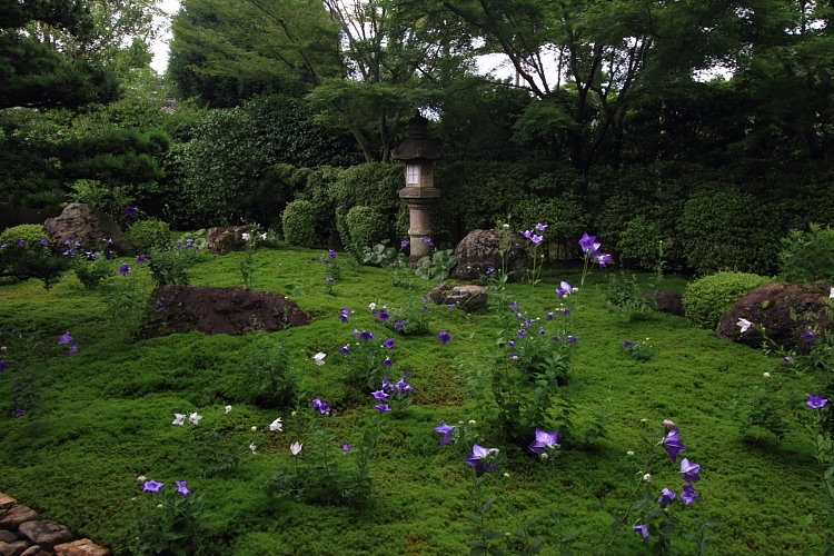 天得院(東福寺塔頭)_e0051888_22515662.jpg
