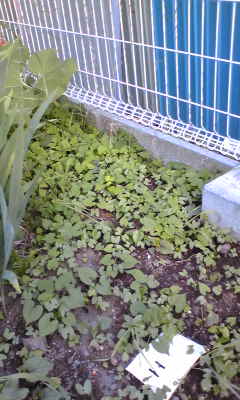 morning glory_c0205393_8184529.jpg