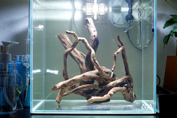 30cm水槽 Cube 流木の構図 Unnatural Aquarium