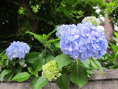 生き生きと　紫陽花だけが　梅雨の朝_c0075701_739399.jpg