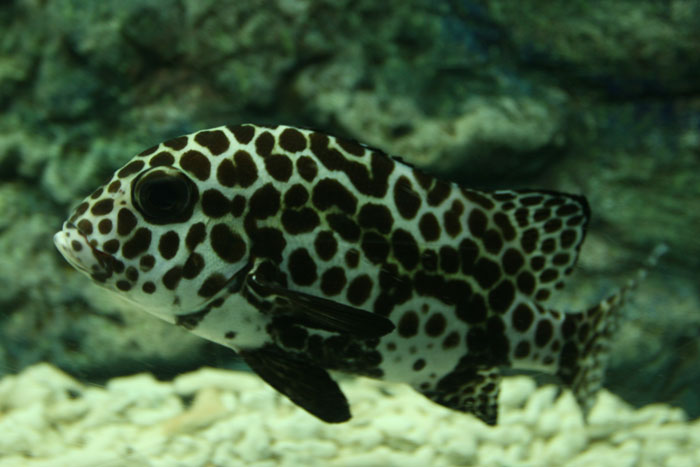 チョウチョウコショウダイ（若魚） : 水族館ふりーく