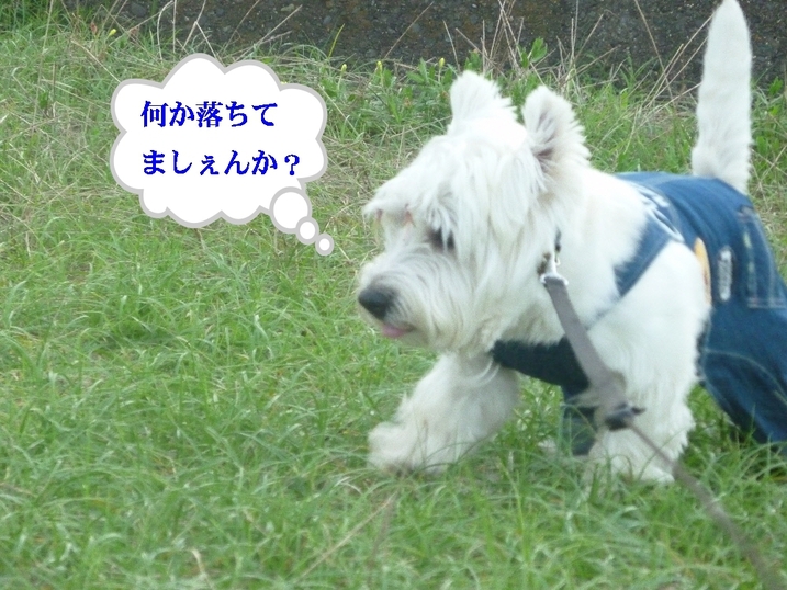 a0161111_11333766.jpg