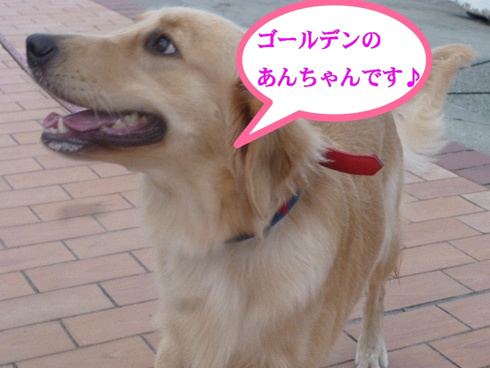 a0161111_11452890.jpg