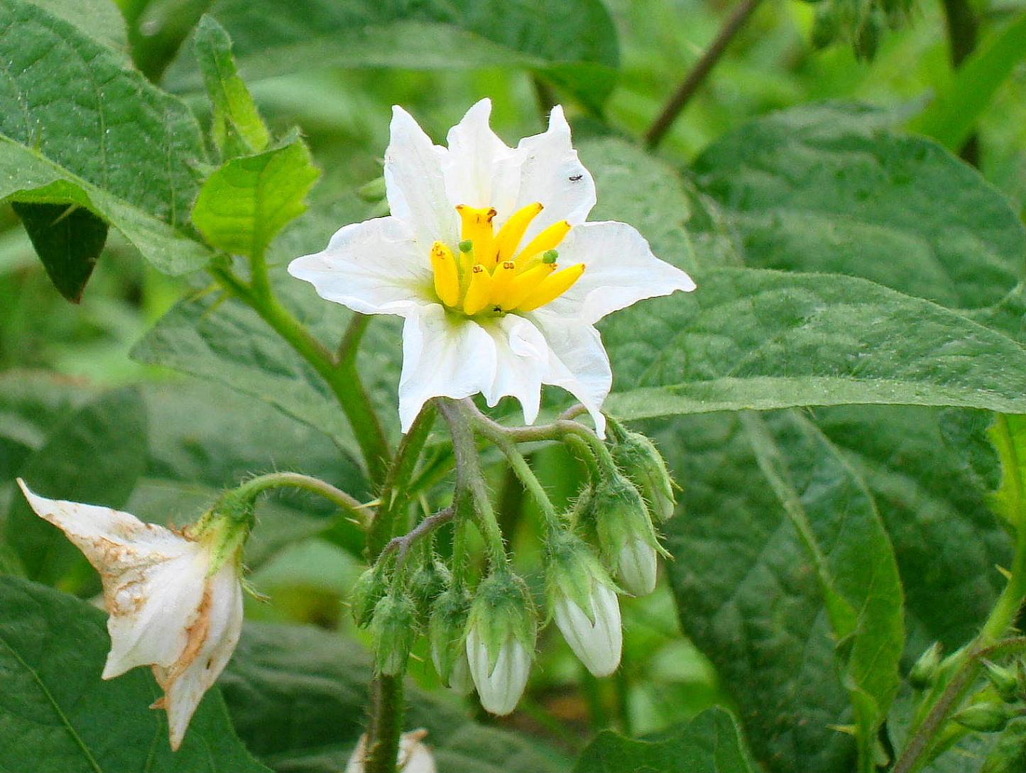 悪茄子 ワルナスビ 椿壽菴だより 悪茄子 ワルナスビ 椿壽菴だより