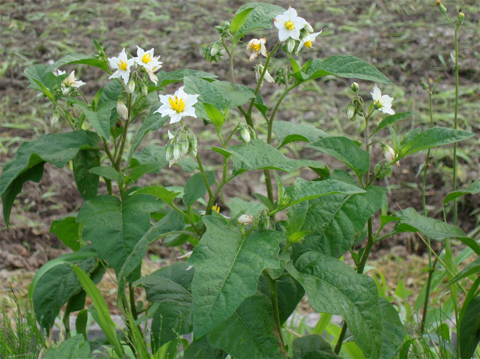 悪茄子 ワルナスビ 椿壽菴だより