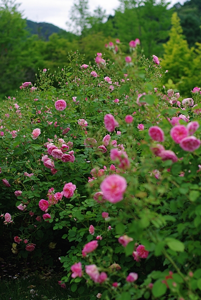 薔薇の季節の終わり_c0224013_2194697.jpg