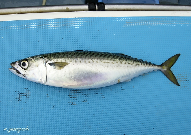 東京湾のサバ絶好調 おっ魚を 忠彦丸 Shisen 東京湾のサバ絶好調 おっ魚を 忠彦丸 Shisen