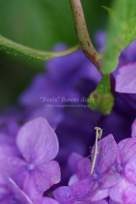 紫陽花と ちいさな住人_e0065923_23474587.jpg