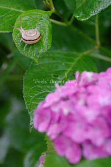 紫陽花と ちいさな住人_e0065923_23483125.jpg