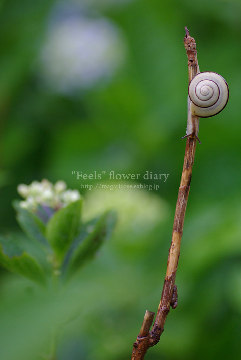 紫陽花と ちいさな住人_e0065923_2348671.jpg