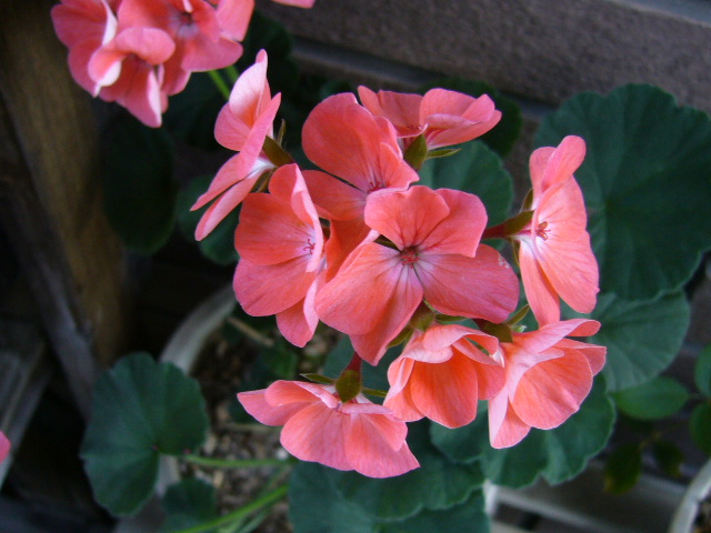 d0000324_1553913.jpg