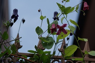 f0170524_1912227.jpg