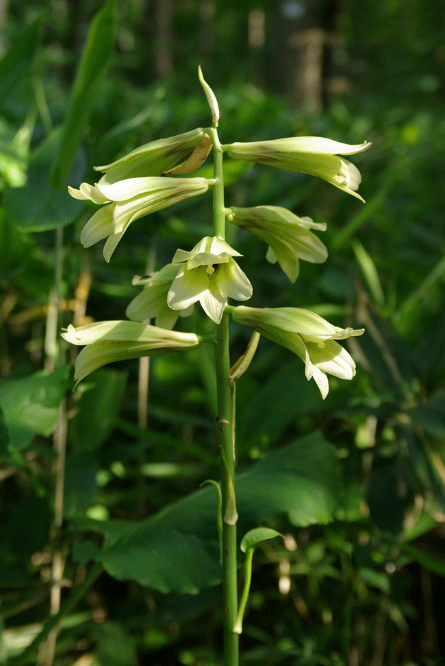 森の妖精　オオウバユリ（野幌森林公園・札幌市厚別区）_c0223825_0344163.gif