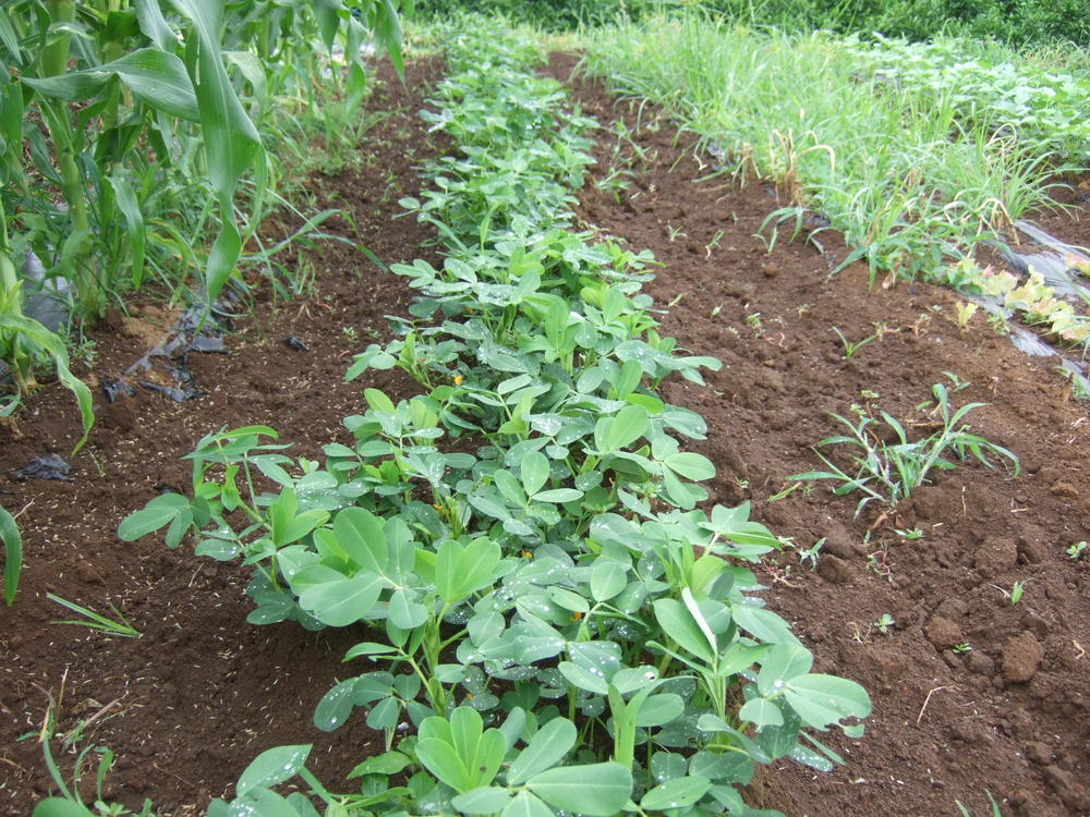 野菜も草も成長....._b0137932_2132779.jpg
