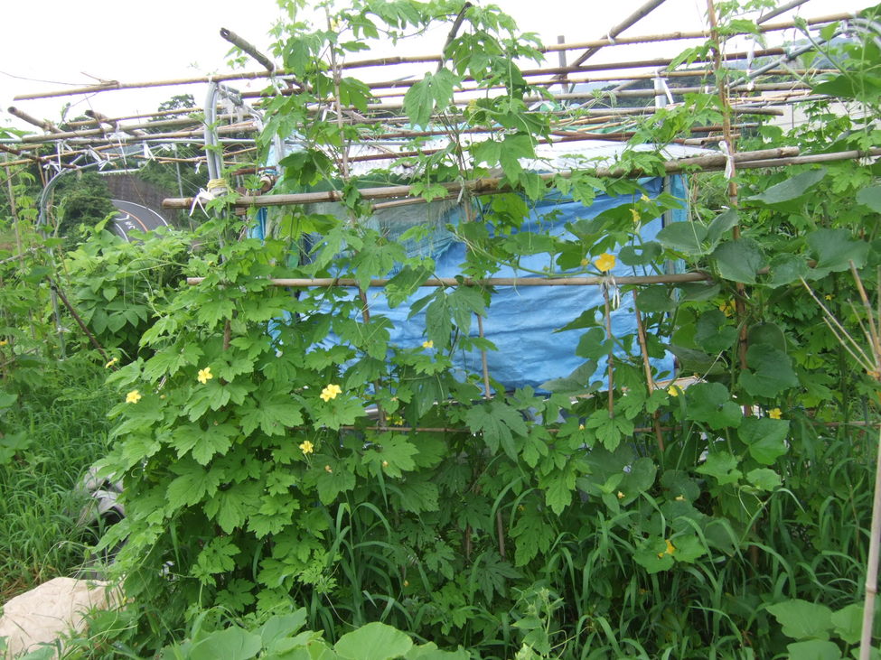 野菜も草も成長....._b0137932_2134877.jpg