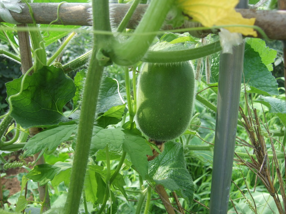 野菜も草も成長....._b0137932_2144997.jpg