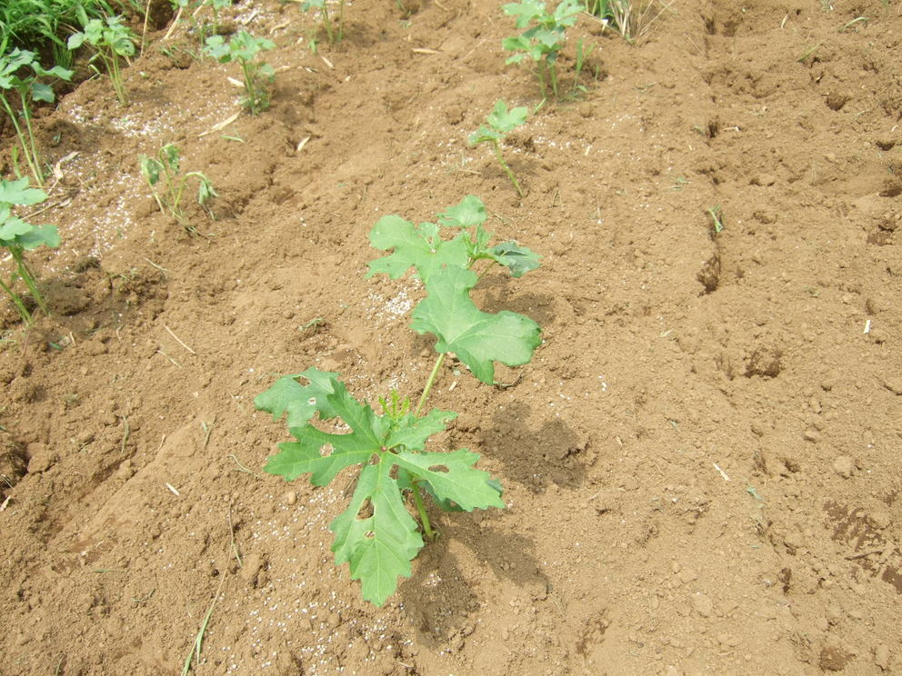 野菜も草も成長....._b0137932_2151599.jpg