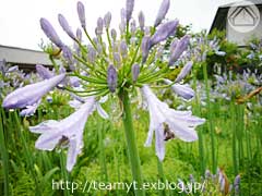 ∵雨色キラキラ_d0040733_17173971.jpg
