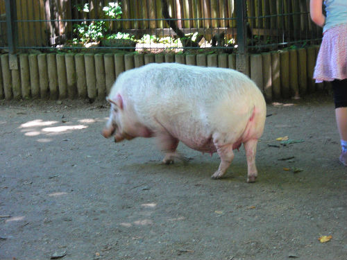 投稿 ドイツ ライプツィヒ動物園 うろうろ動物園 上の娘 963 77