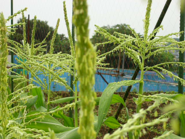 とうもろこしの雄花に沢山の蜂・・_c0222448_11564885.jpg