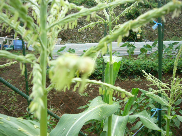 とうもろこしの雄花に沢山の蜂・・_c0222448_11565790.jpg
