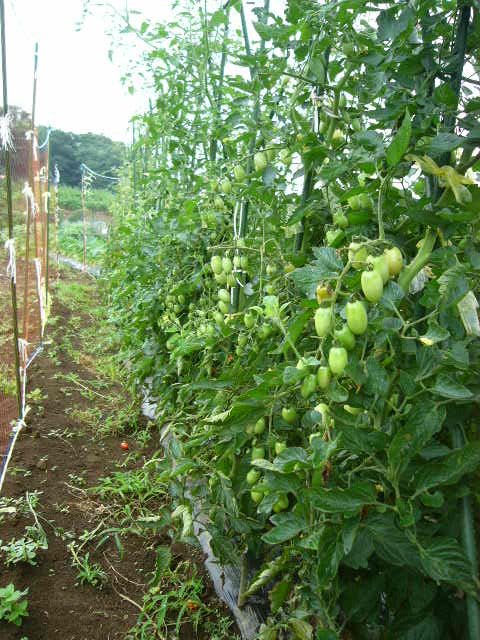 とうもろこしの雄花に沢山の蜂・・_c0222448_18515180.jpg