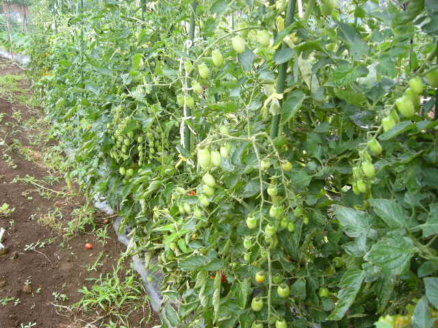 とうもろこしの雄花に沢山の蜂・・_c0222448_1852013.jpg