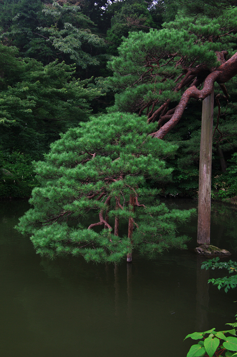 緑の六義園（後編）_f0155048_23583930.jpg