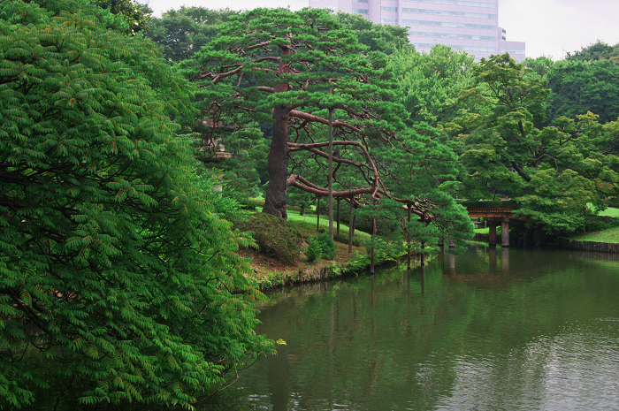 緑の六義園（後編）_f0155048_23591331.jpg