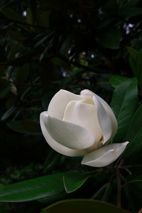 緑の六義園（後編）_f0155048_2359168.jpg