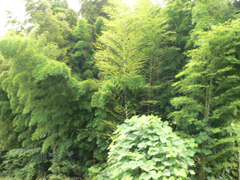 b0096552_1744040.jpg