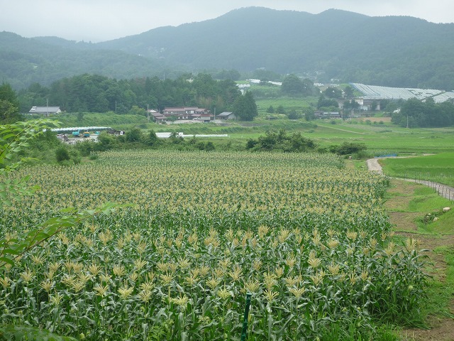 生で食べられるトウモロコシの畑です。_d0181454_12182946.jpg