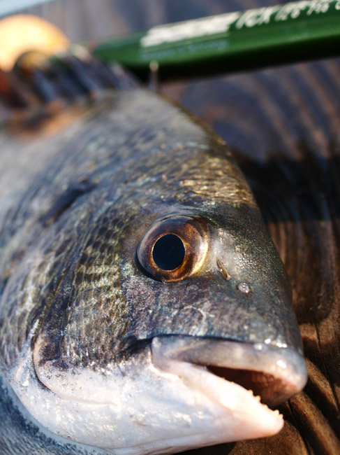 夏の釣り‥_e0136764_2075620.jpg