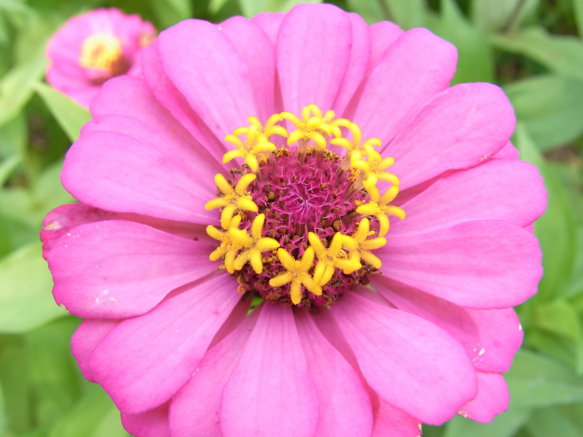 百日草の花 四季折々 3 百日草の花 四季折々 3
