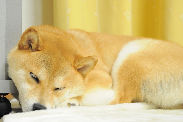 こんなことしている場合じゃないって!_a0126590_565645.jpg
