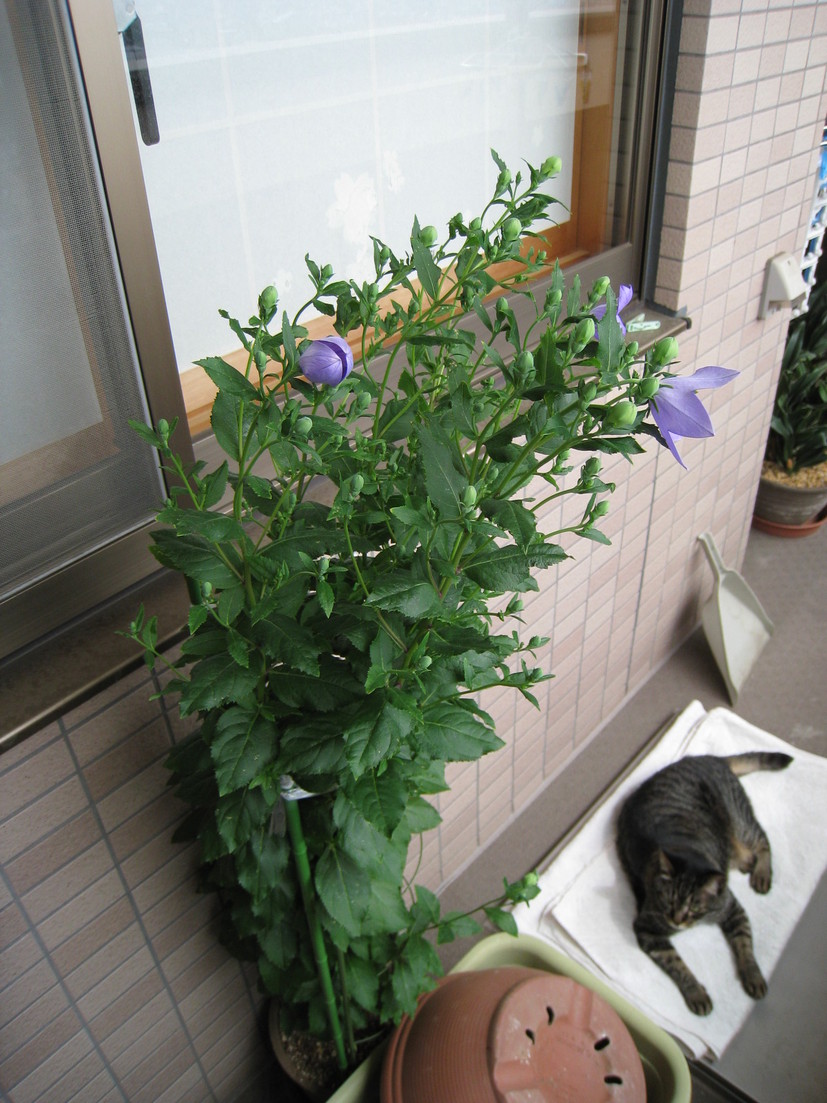 d0038301_23551450.jpg