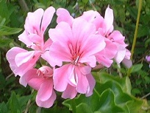 真実の愛情_c0125004_122673.jpg